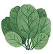 Spinach: Unipack 12   image