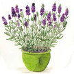 Lavender: Lavandula Ellagance Sky image
