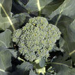 Broccoli: Hybrid Coronado Broccoli image