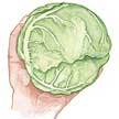 Cabbage: Burpee Earliana Cabbage image