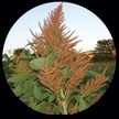Amaranth:  Tarahumara Popping Sorghum image