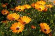 Calendula: Rudbeckia Indian Summer image