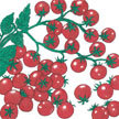 Tomato: Lilliput F! image