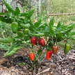 Peppers: Pepper, Hot image