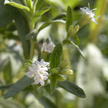 Stevia: Stevia image