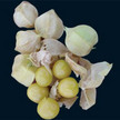Ground Cherry: Ground Cherry image