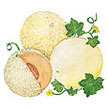 Melon: Melon image
