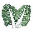 Chard: Large Ribbed Dark Green image