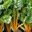 Chard: Oriole Orange image