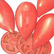 Tomato: Comstock Sauce and Slice image
