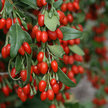 Blackberry: Goji Berry Sweet Lifeberry (Lycium Barbarum) image