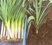 Leek: Roxton Hybrid image