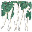 Radish: April Cross Hybrid Radish image