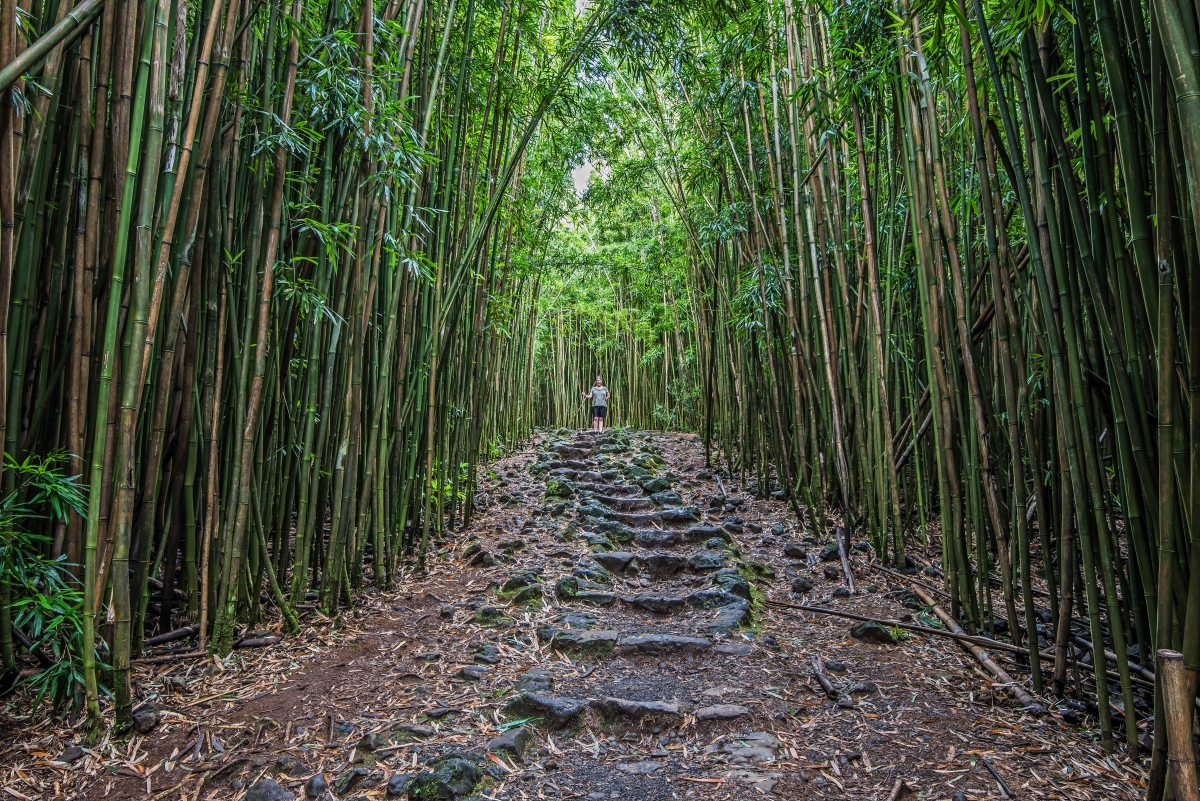 Maui Hiking Pipiwai Trail Skyline EcoAdventures