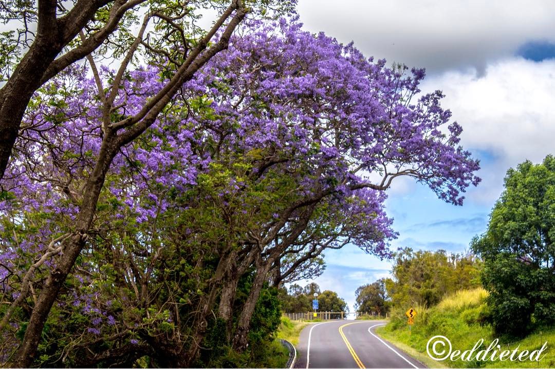 Flowering Jacaranda Trees Maui, Hawaii Skyline EcoAdventures