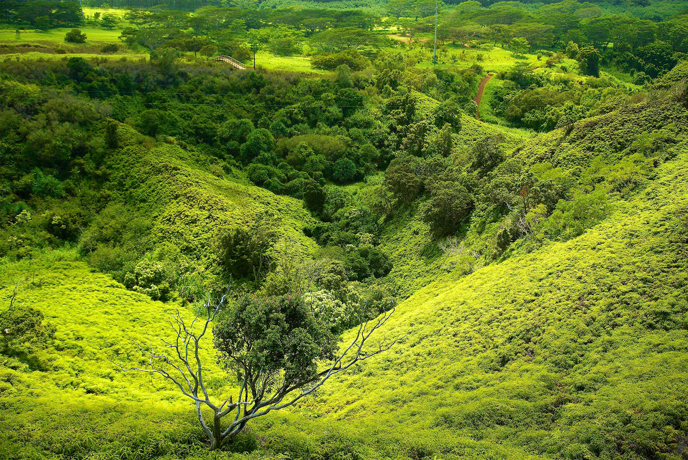 Kauai Zipline Go Ziplining with Hawaii's 1 Zipline Company