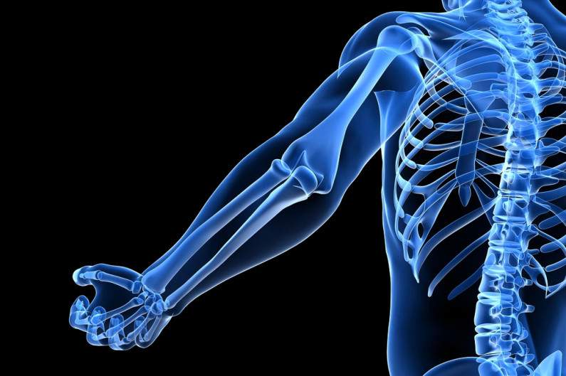 Illustration of human skeleton