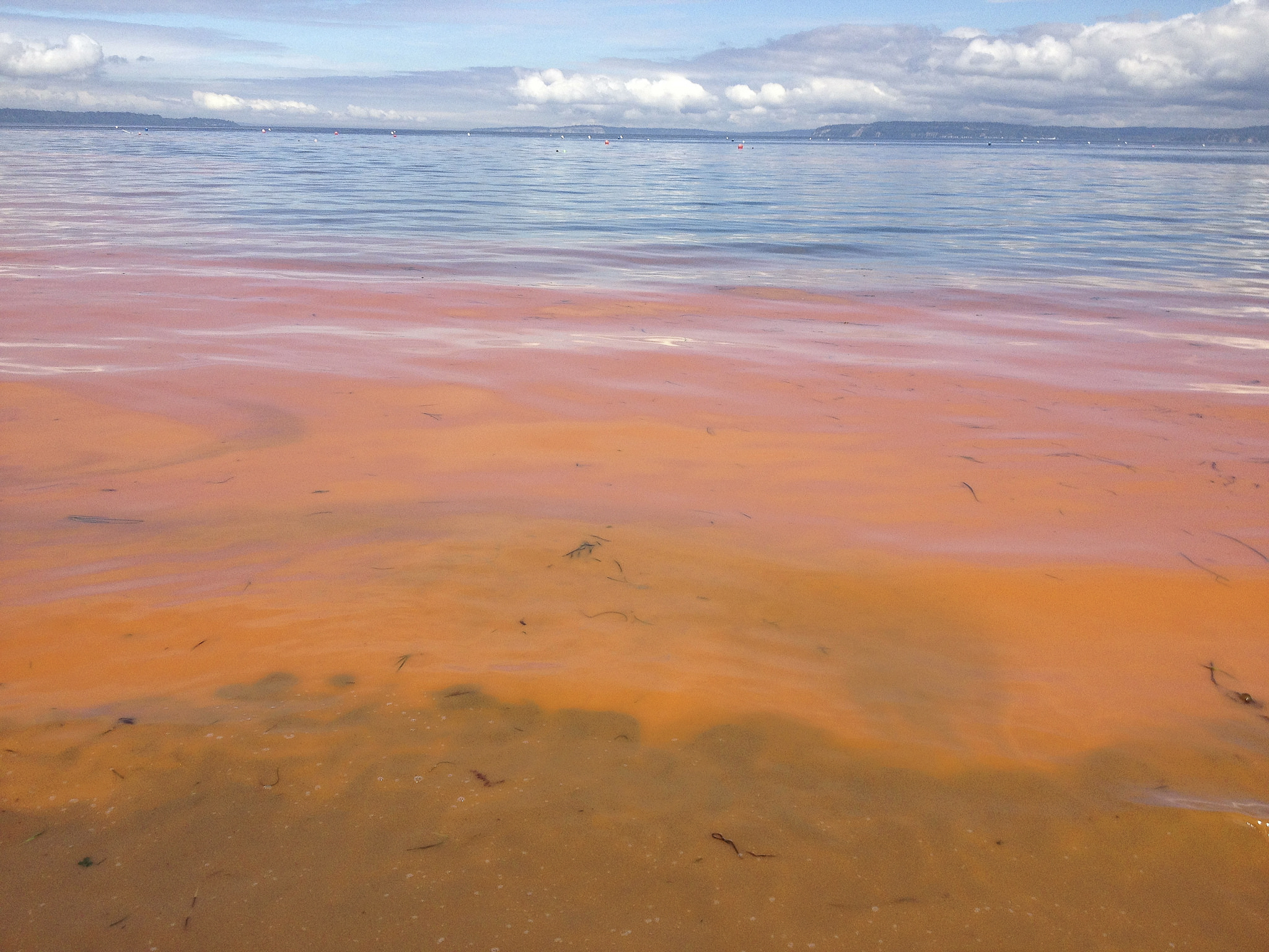 Stanford engineers discover how seawater salts affect coastal algae