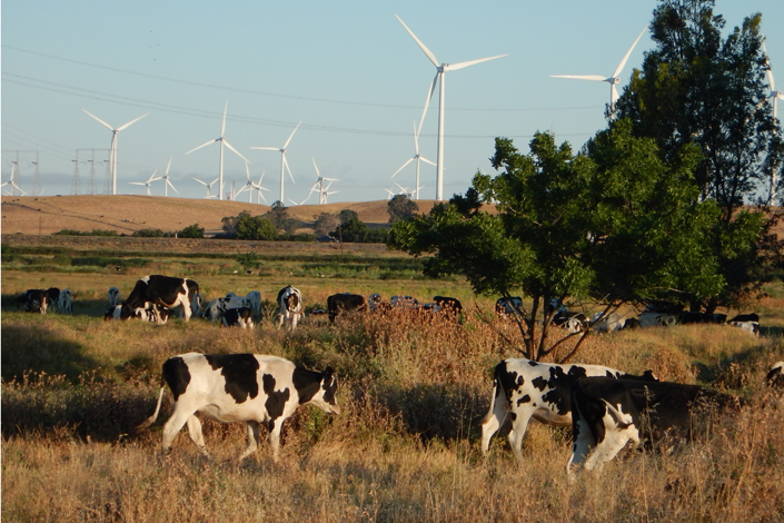 Methane from food production could be wildcard in combating climate change, Stanford scientist says - Stanford University News