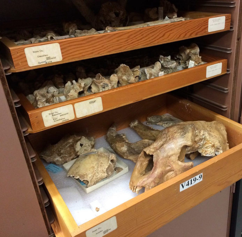 Fossil collection