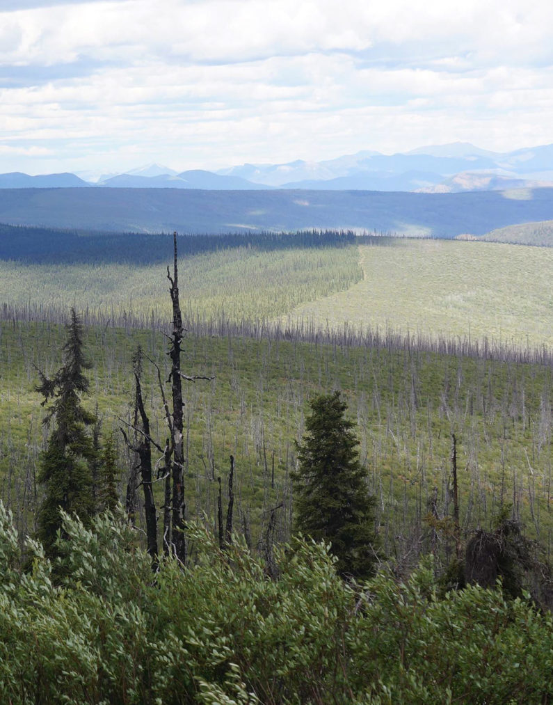 Human activities transform landscapes even in remote places, as illustrated by the dead trees and habitat fragmentation in Alaska's Tetlin Wildlife Refuge, affected by climate change and logging.