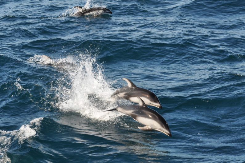 Pacific white-sided dolphins