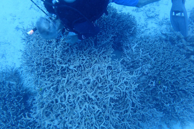 Stephen Palumbi