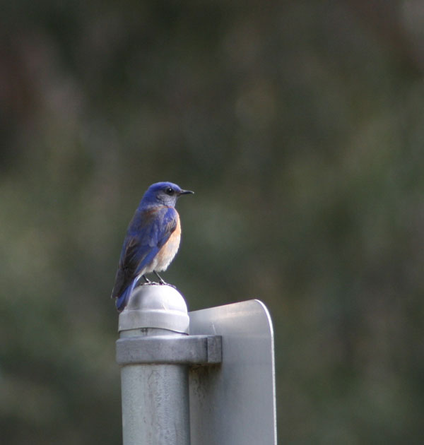 Western Bluebird (Photo by Jasen Liu)