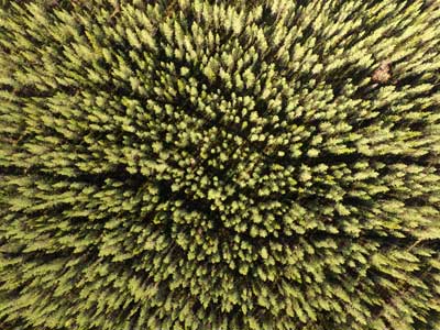 aerial photos trees overlap