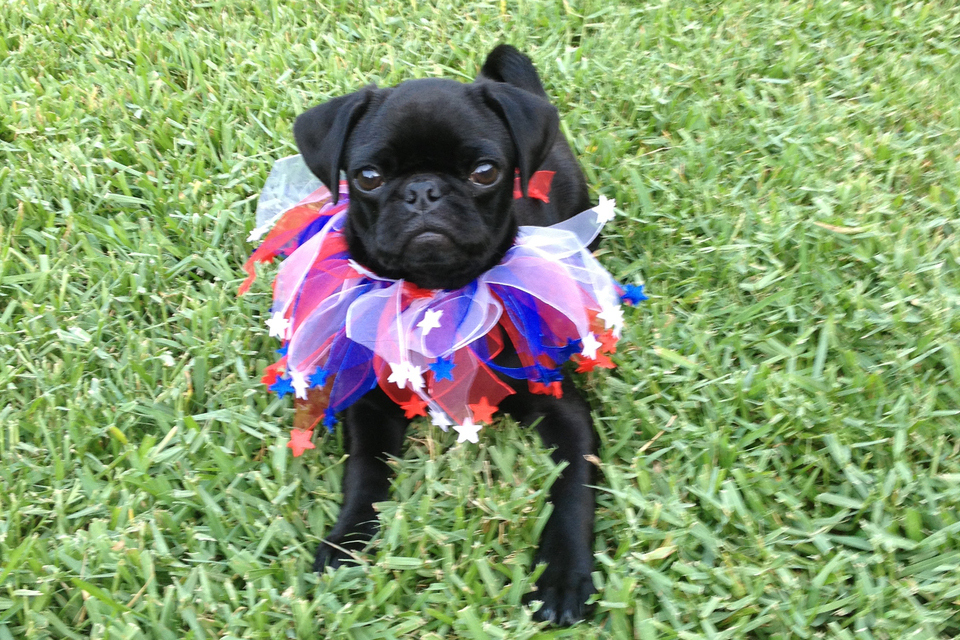 Happy-go-puppy
