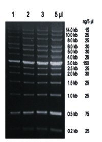 0 2 kb to 14 kb dna marker13 dna fragments 0 2kb 0 5 1 1 5 2 2 5 3 4 5 6 8 10 14kb