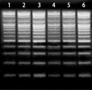 labscoop