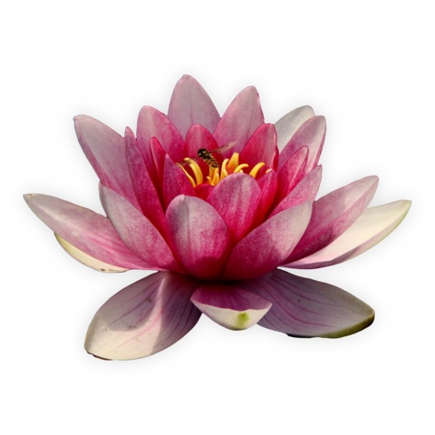 Preview for Pink-water-lily-with-bee-flower-sticker-template-965d2