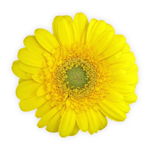 Preview for Yellow-gerbera-daisy-flower-sticker-template-2c3c7