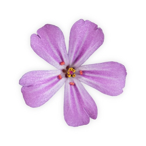 Preview for Purple-flower-closeup-flower-sticker-template-89ddc
