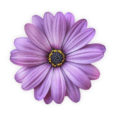 Preview for Purple-flower-beauty-flower-sticker-template-9d7aa
