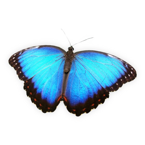 Preview for Blue-butterfly-isolated-butterfly-sticker-template-cbc74