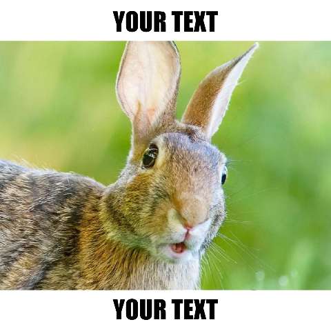 Preview for Rabbit-meme-template-easter-meme-e8db0