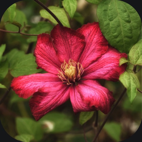 Preview for Clematis-flower-beauty-ios-icon-template-cd3f4