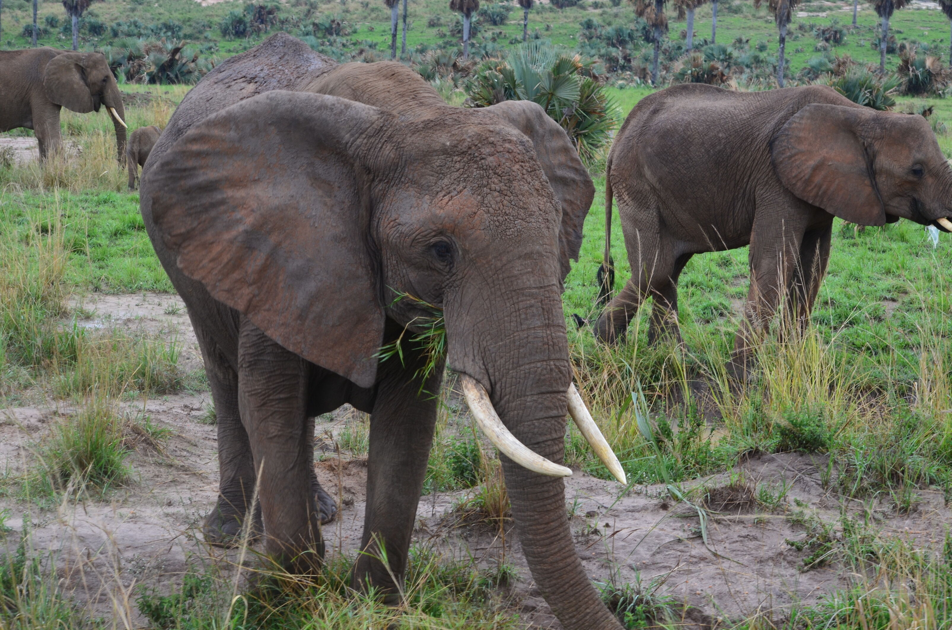 Elephant