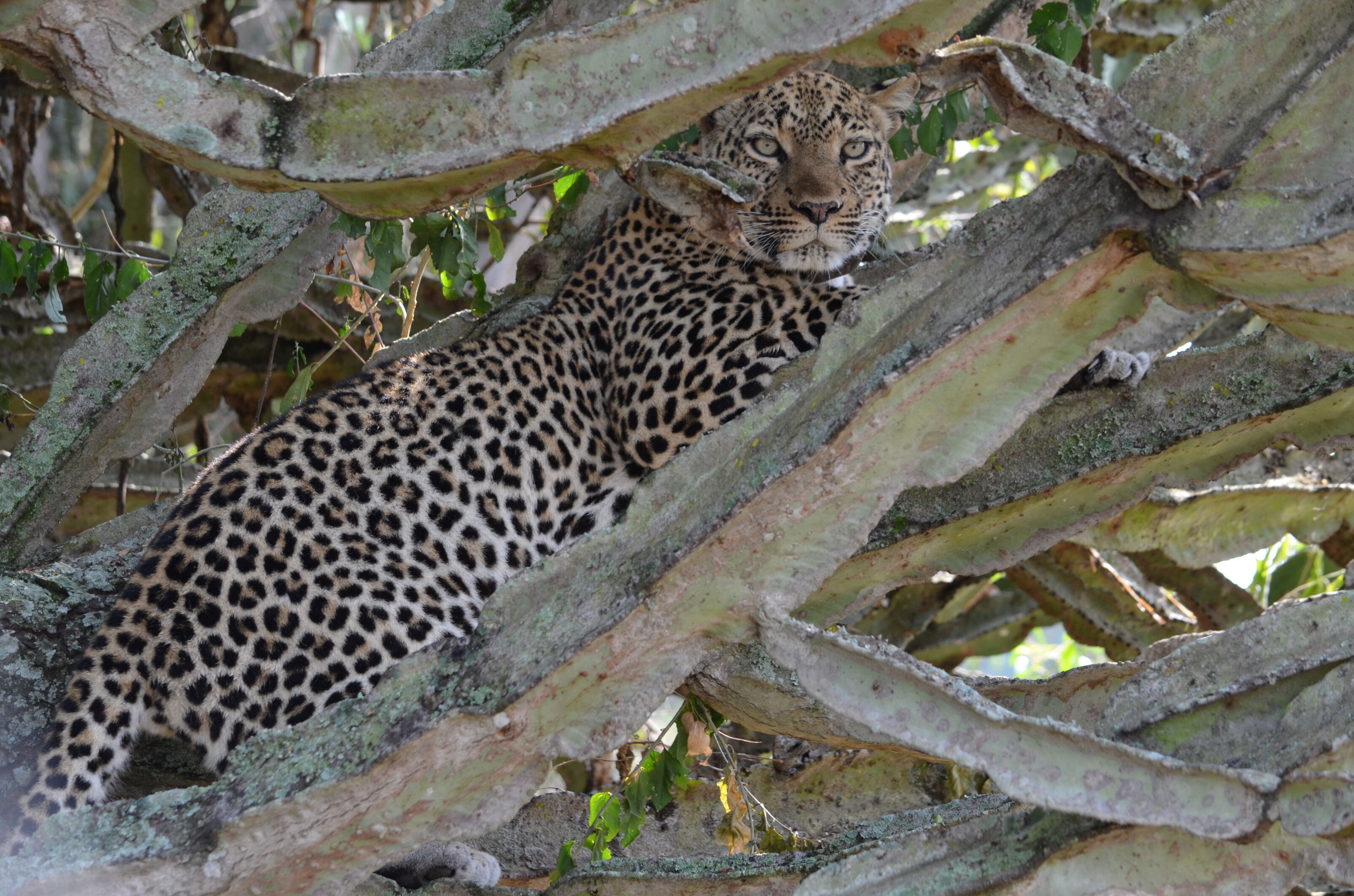 Leopard