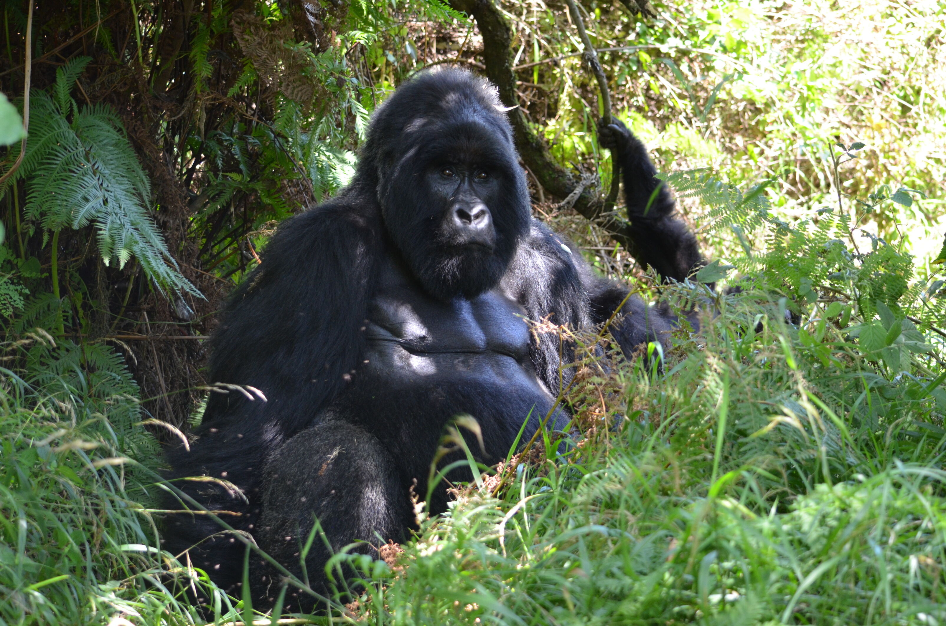 Gorilla