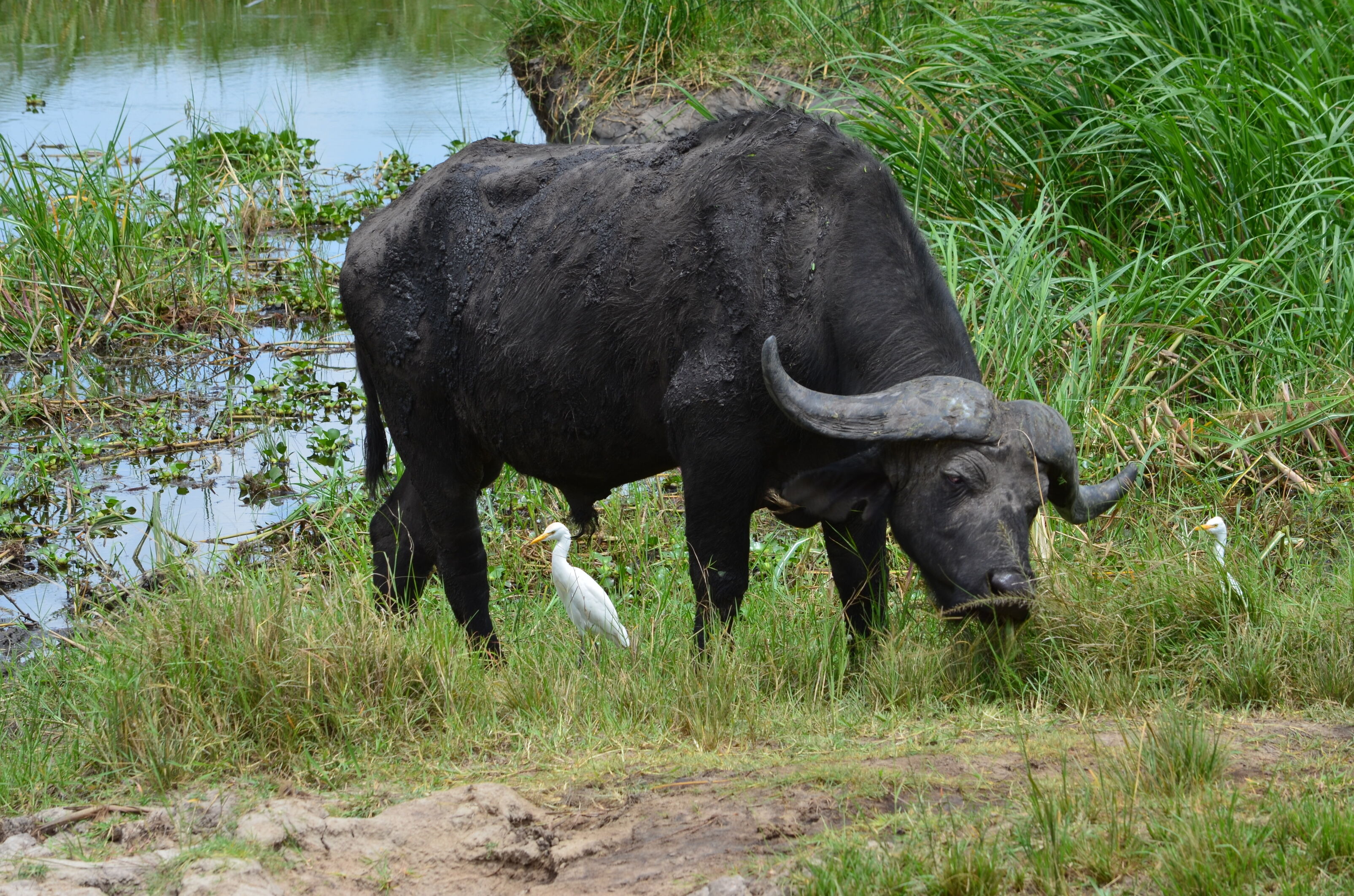 Buffalo