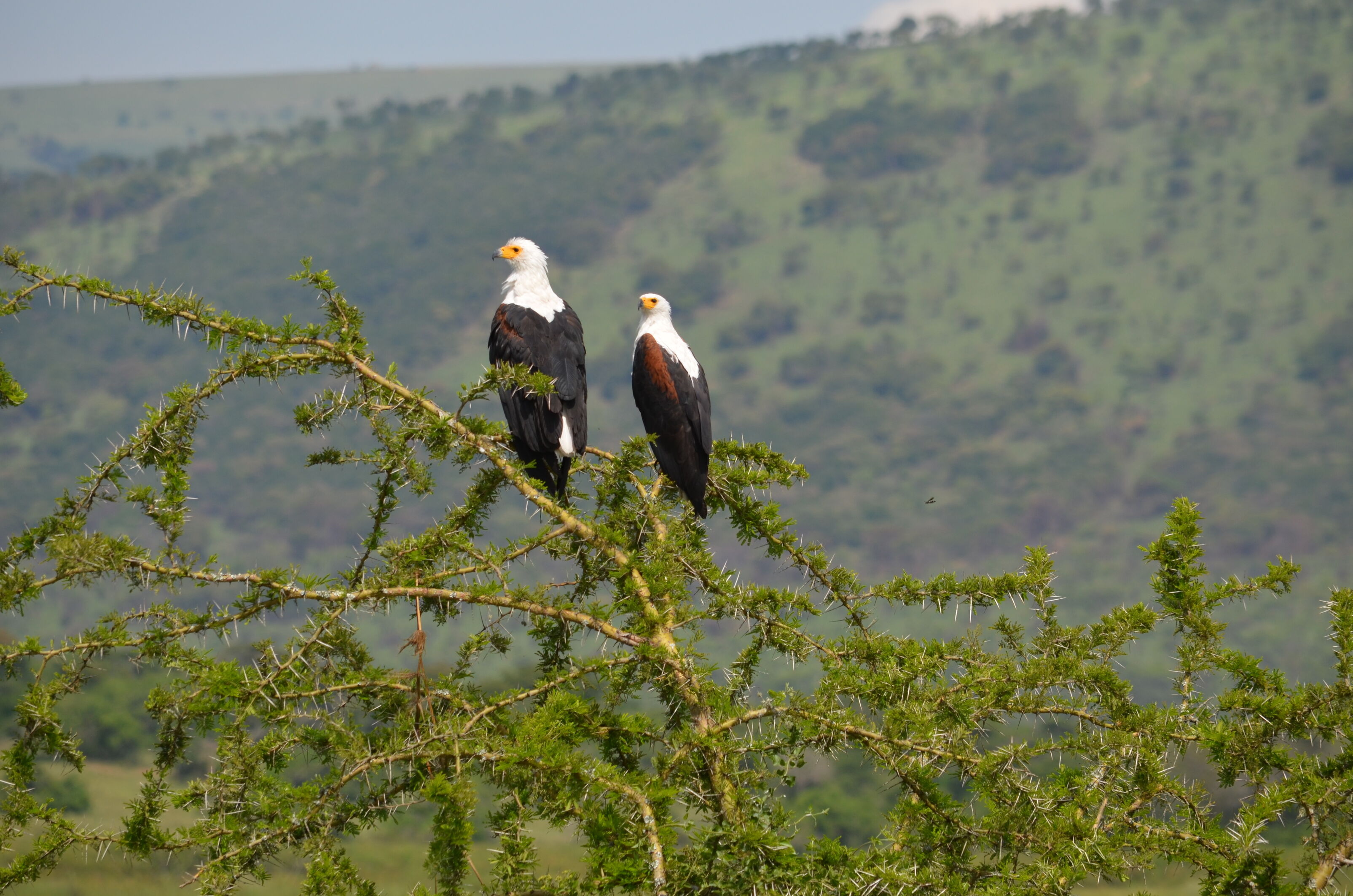 Eagle