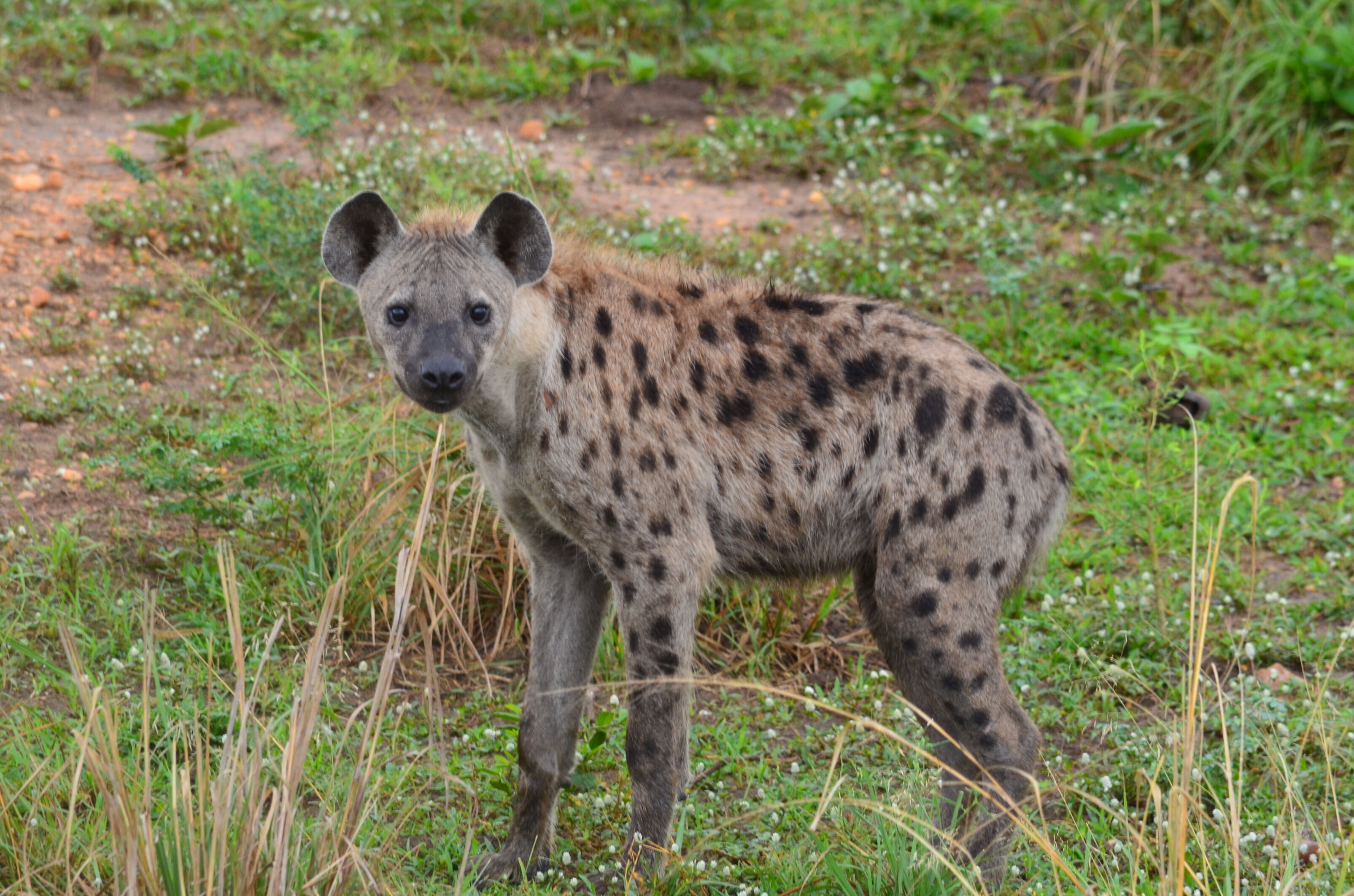 Hyena