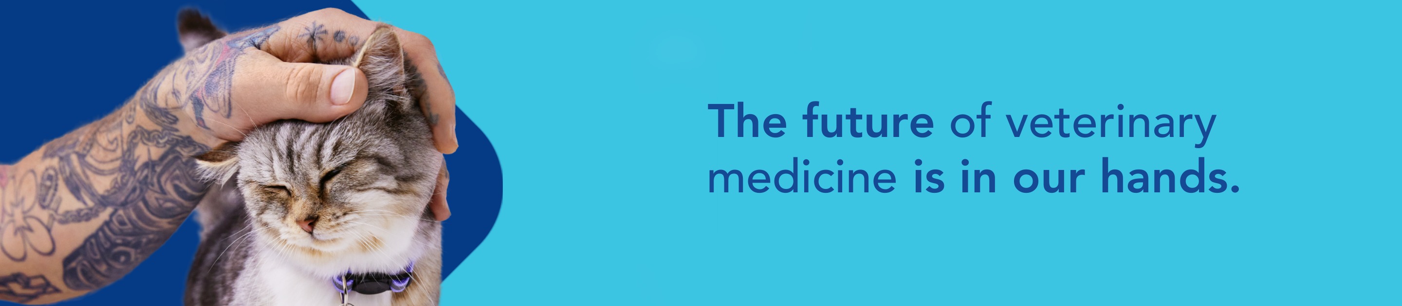 Vca Animal Hospitals World Class Veterinary Care