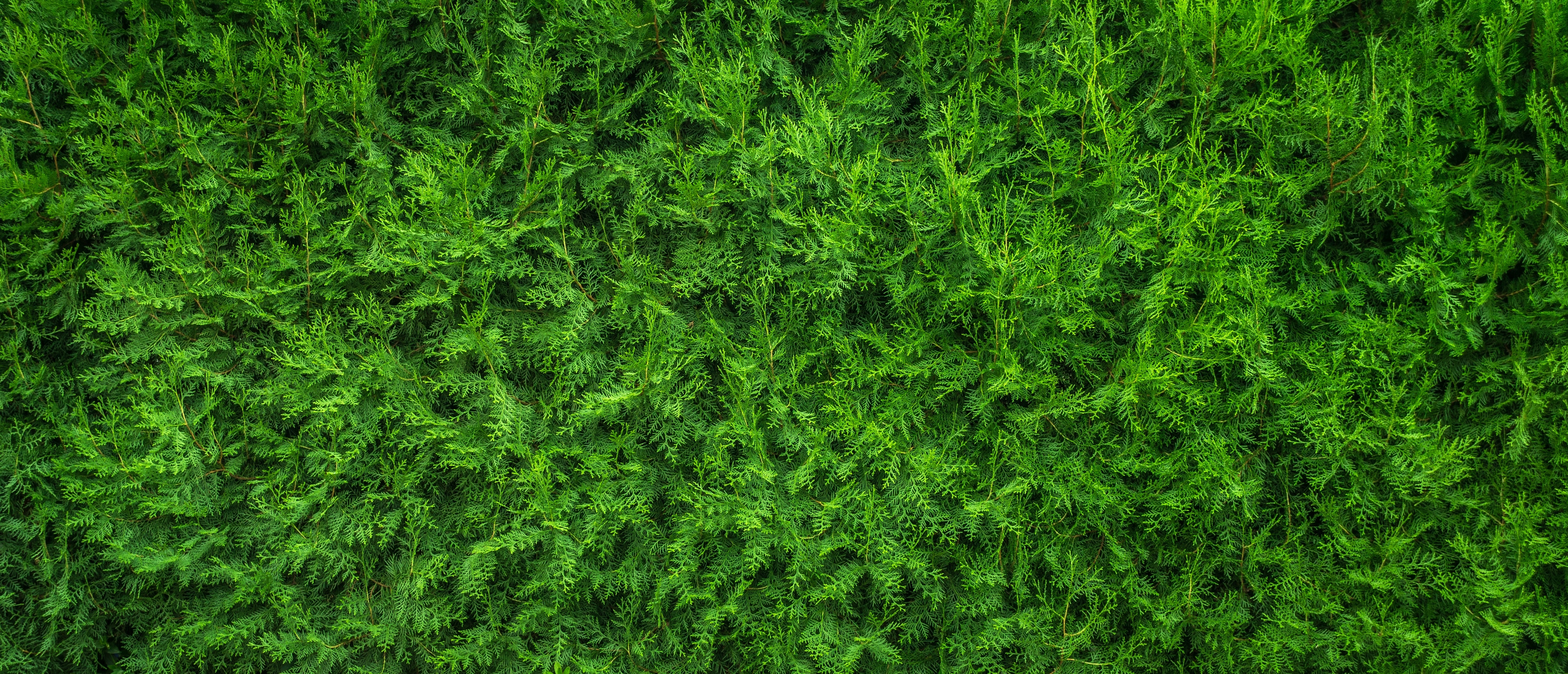 27th Annual Plant Sale Image