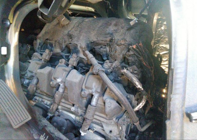 2022 CHEVROLET EXPRESS CARGO VAN(VIN: 1GCWGAF76N1195412