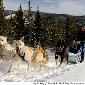 Dog Sledding at Big Sky