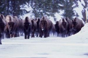 Bison | Yellowstone Vacations